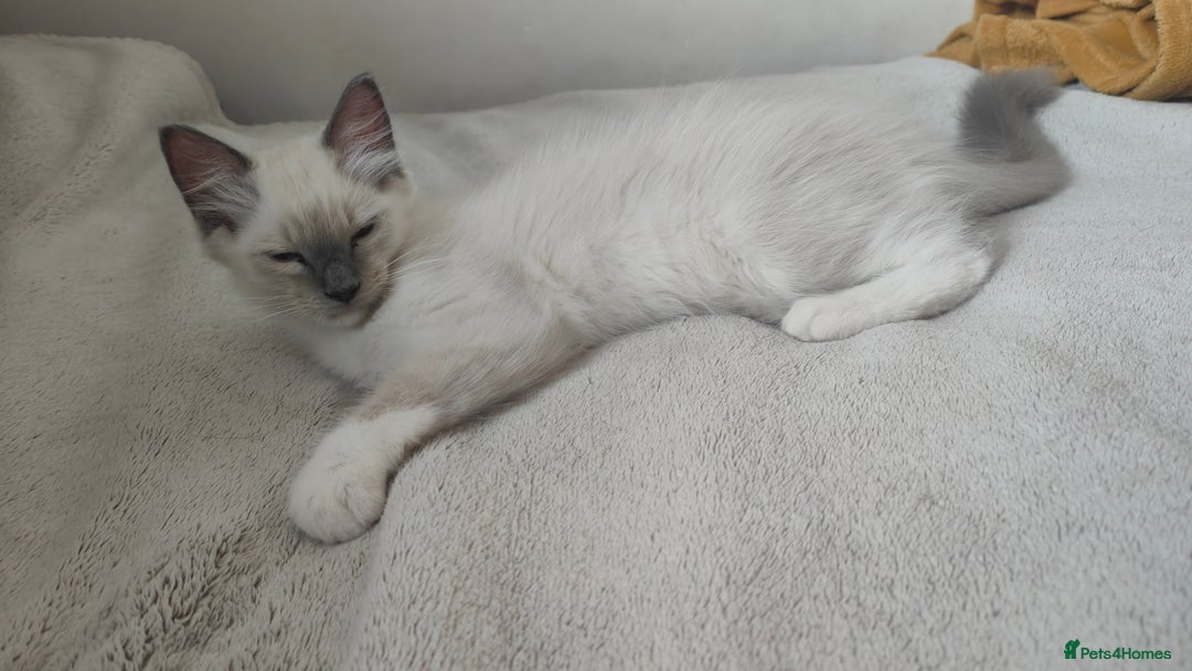 Ragdoll cats for sale: Rag doll kitten  - Image 7