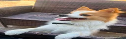 German Spitz dogs for sale: German spitz  in Bradford - Advert 4