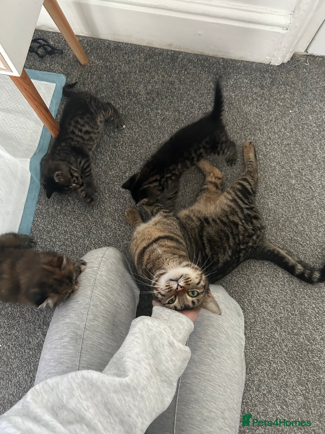 Scottish Fold cats for sale: Adorable Scottish Fold Cross Kittens - Advert 2