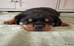 Rottweiler dogs for sale: Rottweiler puppies - Image 9
