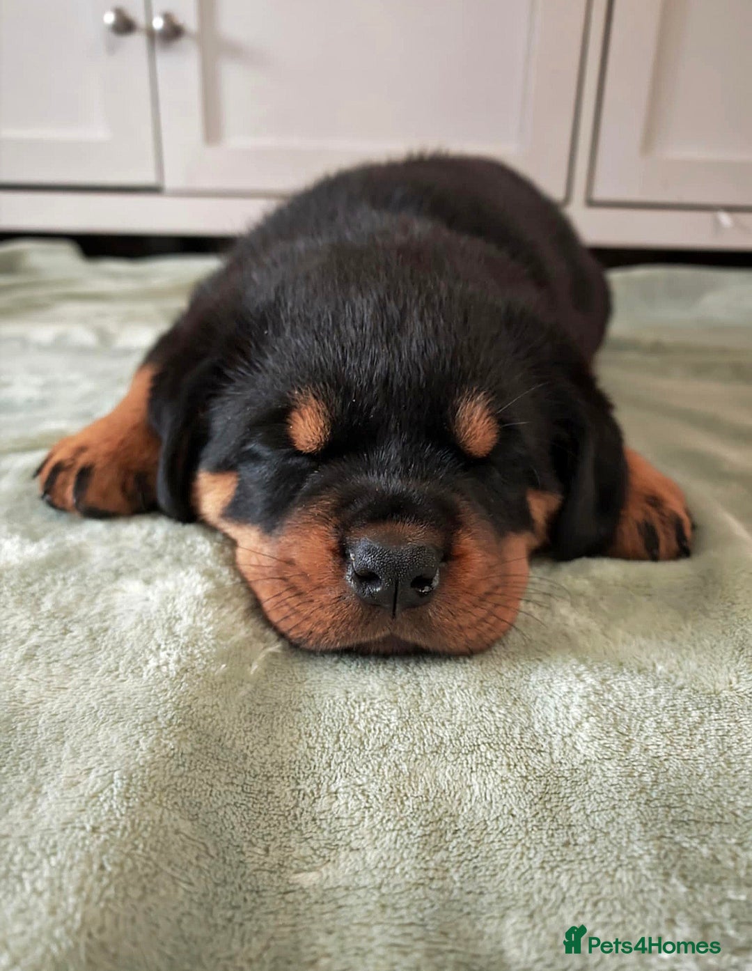 Rottweiler dogs for sale: Rottweiler puppies - Image 9
