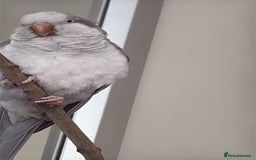 Parrots birds for sale: Untamed Rare Grey Quacker Parrot with Cage &acceso - Image 2