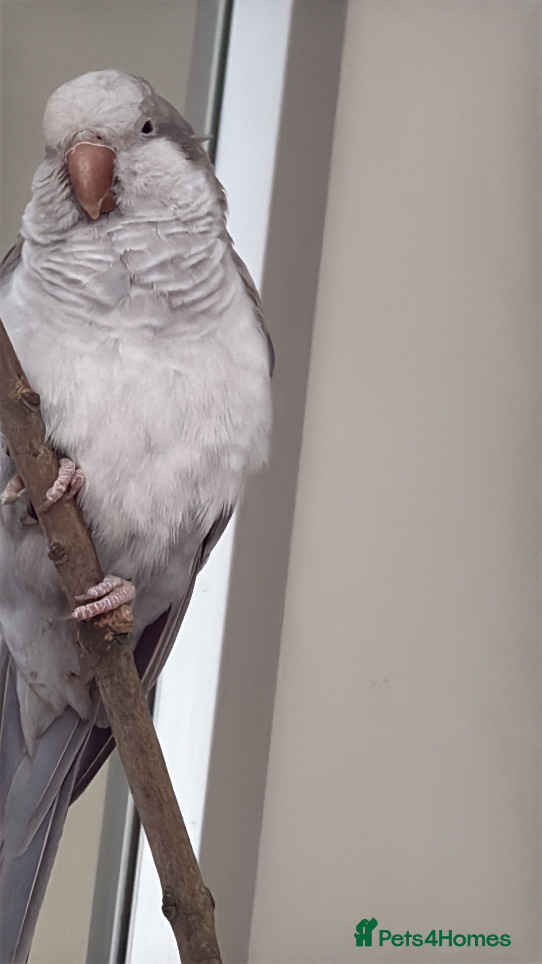 Parrots birds for sale: Untamed Rare Grey Quacker Parrot with Cage &acceso - Image 2