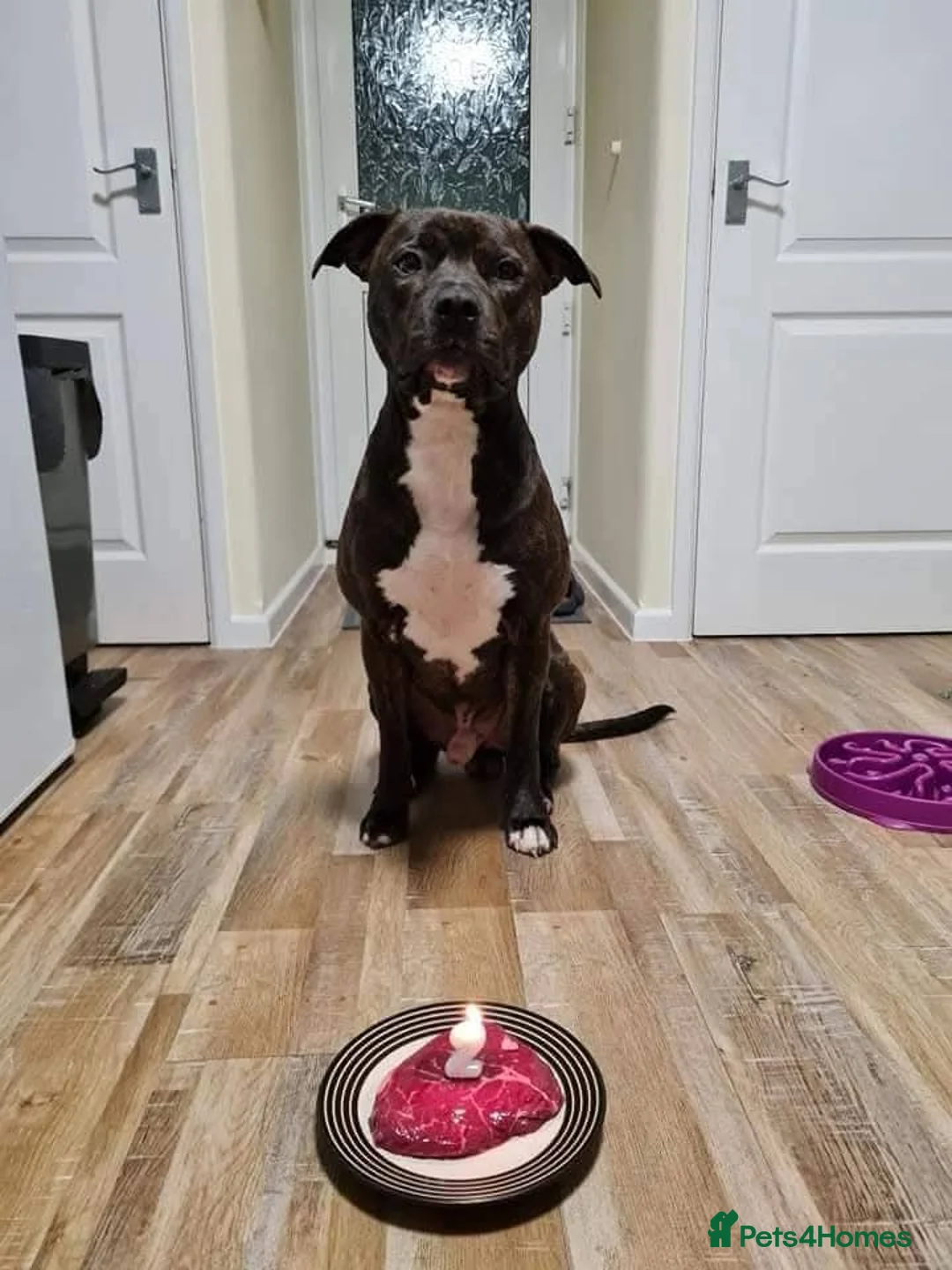 Staffordshire Bull Terrier dogs for stud: Staffy Cross for Stud - Advert 2