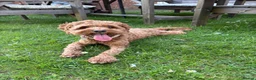 Cavapoo dogs for sale: Beautiful Cavapoo – Looking for a Loving Home - Advert 6