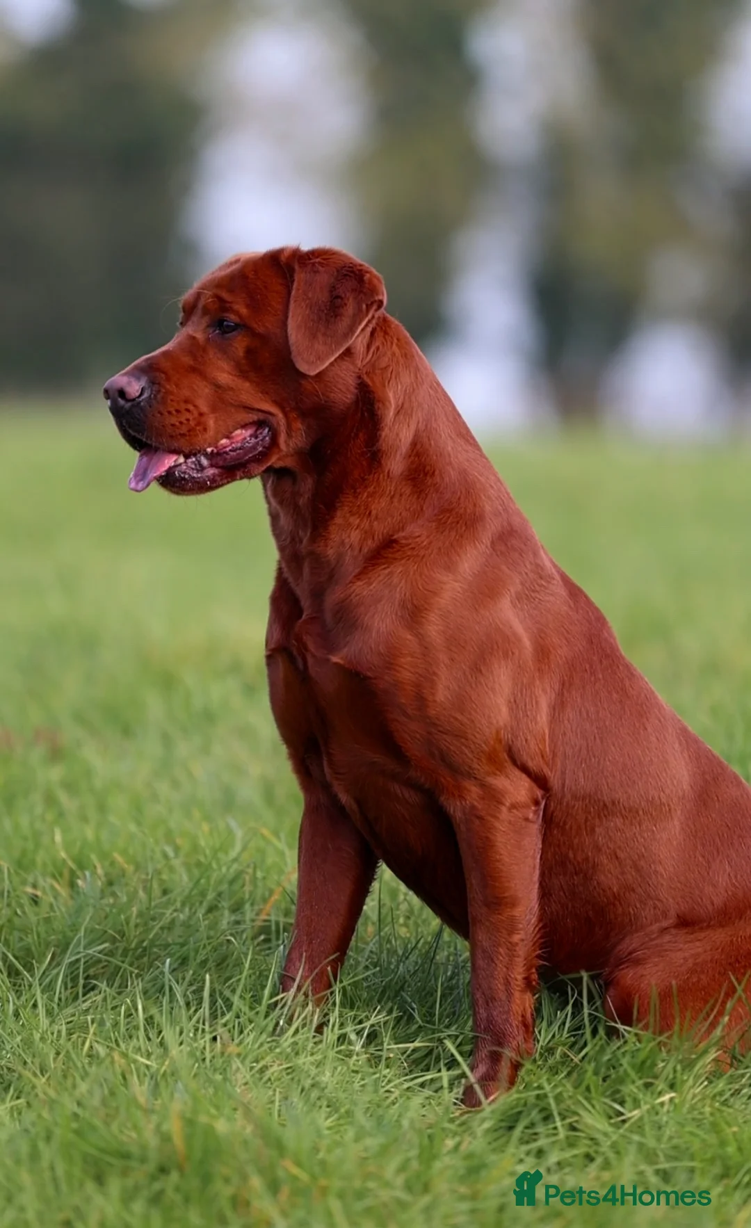 Labrador Retriever dogs for stud: AGLABS ICON - HEALTH TESTED DARKEST FOX RED in Grantham - Advert 5