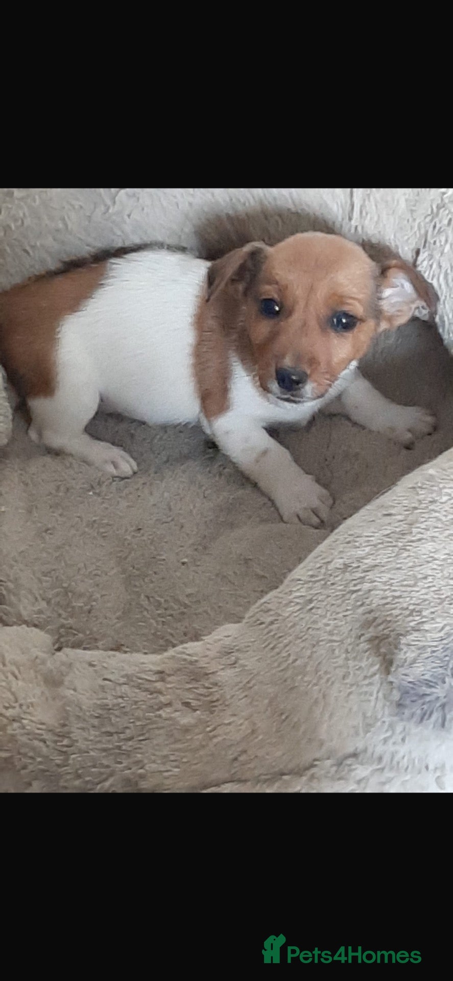 Jack Russell dogs Jack Russel  - Advert 1