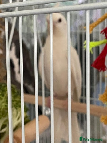 Cockatiels birds - Advert 4