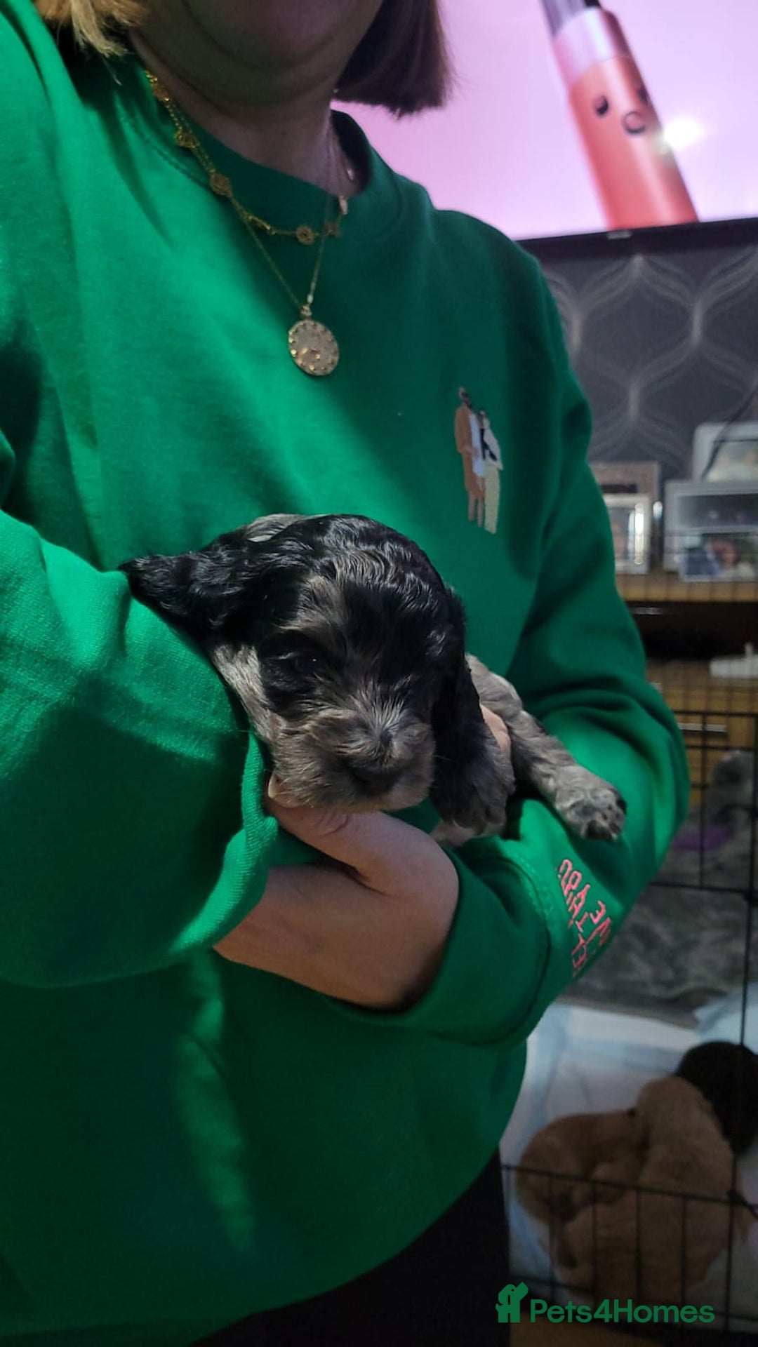 Cockapoo dogs for sale: 3 beautiful puppies for sale £1200 - Advert 4