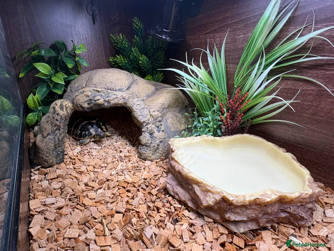 Hermann Tortoise reptiles for sale: 8 month old male hermann tortoise - Advert 2