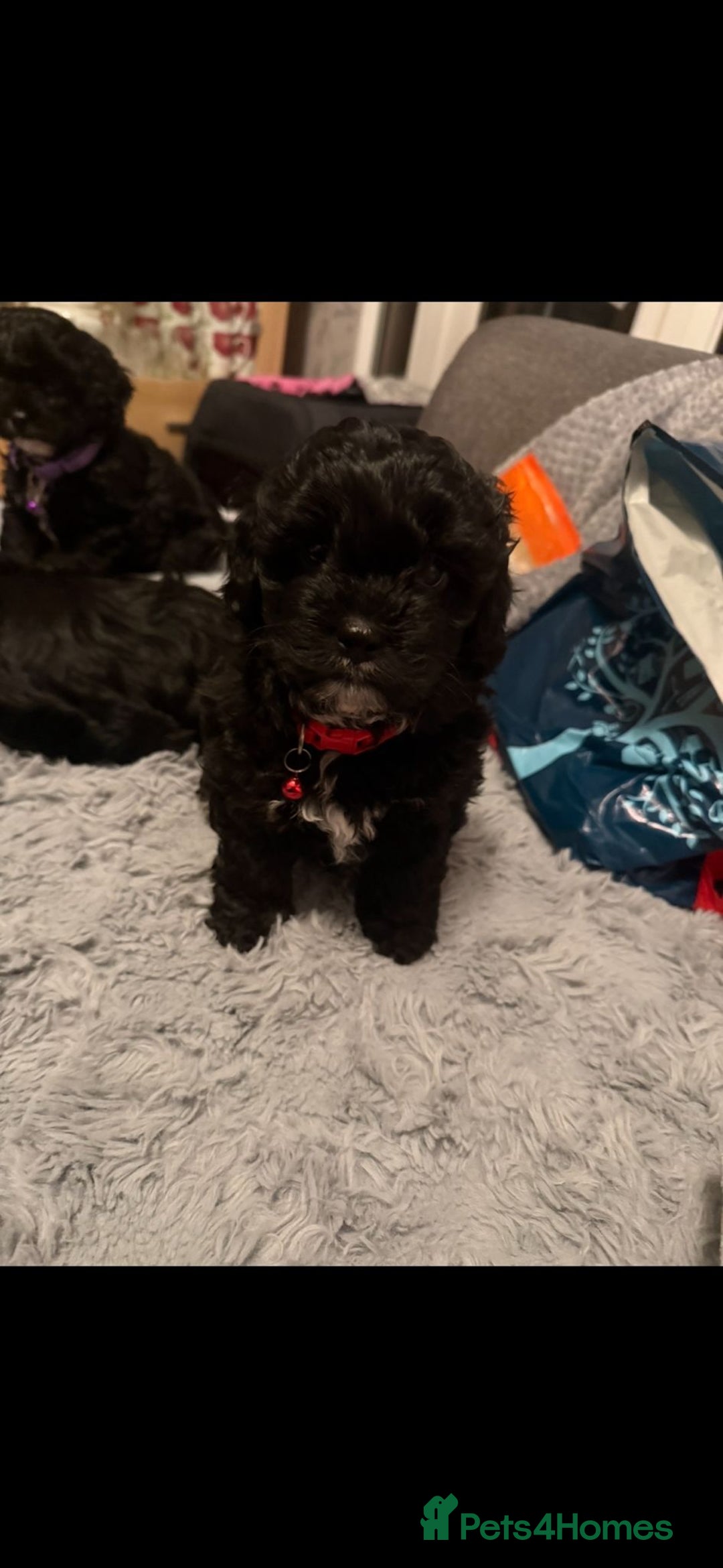 Cockapoo dogs for sale: Cockapoo puppies - Advert 8