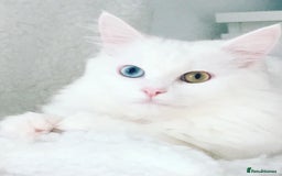 Mixed Breed cats for sale: Patch & Pixie - Image 4