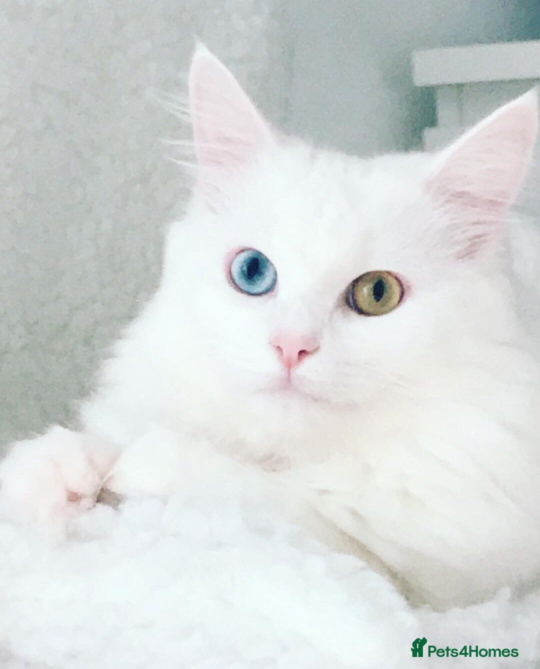Mixed Breed cats for sale: Patch & Pixie - Image 4