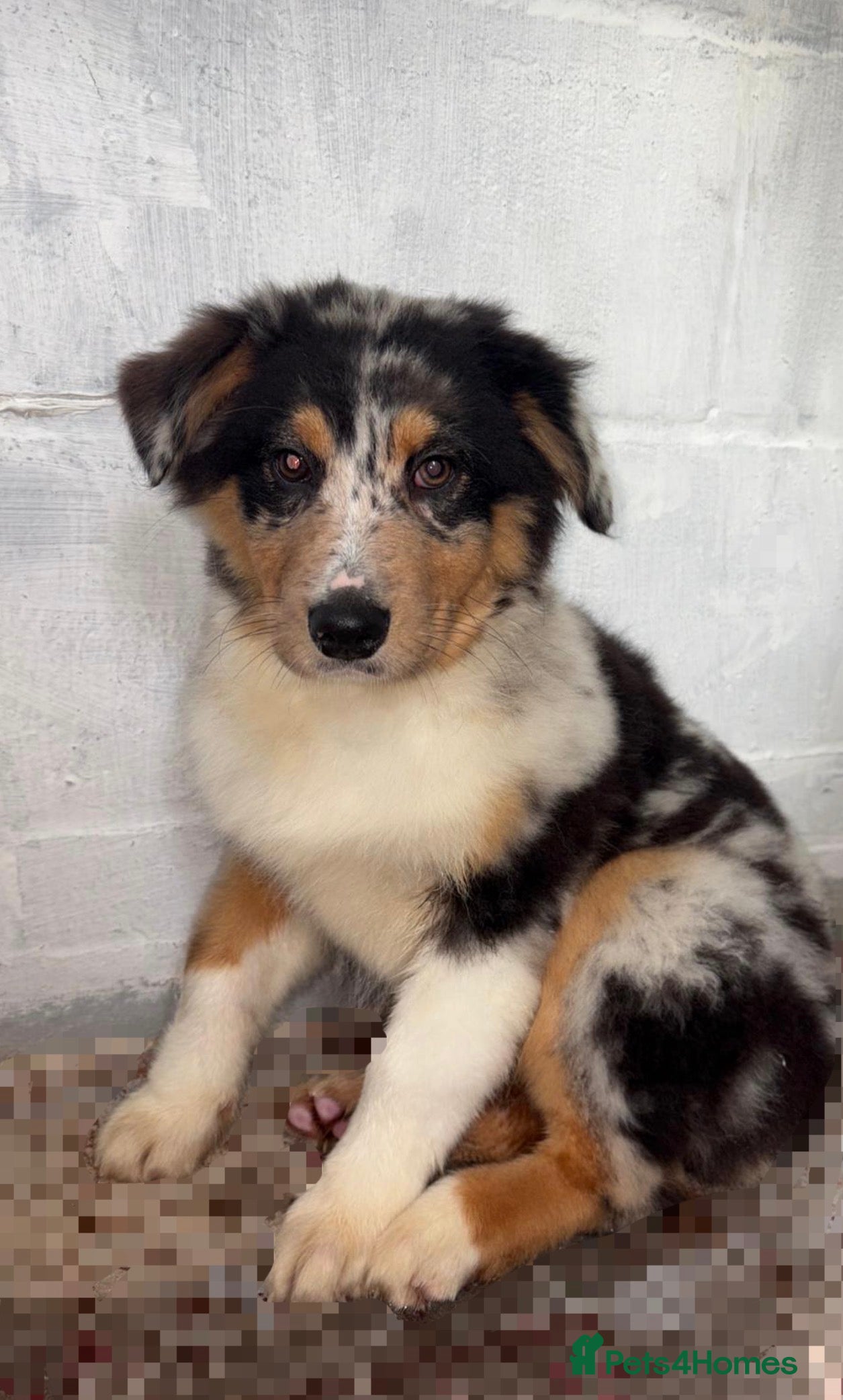 Australian Shepherd dogs Australia shepherd Kc puppies ONE LEFT  - Advert 1