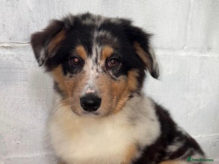 Australian Shepherd dogs Australia shepherd Kc puppies ONE LEFT - Advert 1