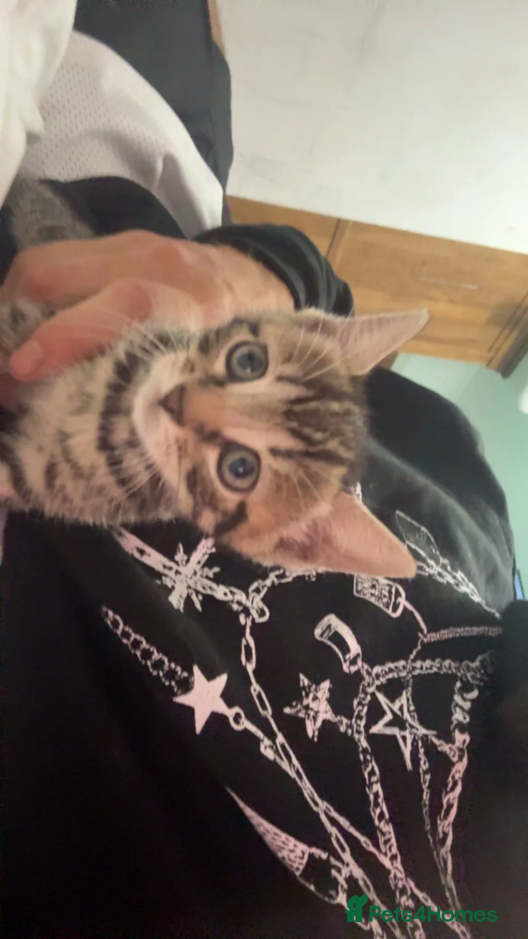 Mixed Breed cats for sale: Beautiful Kittens Looking for Loving Homes 🐾 in Rickmansworth - Advert 27