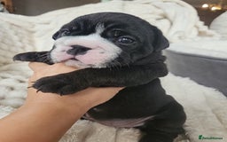 English Bulldog dogs for sale: Outstanding KC English Bulldogs, Top Quality Pups - Image 6