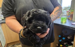 Schnoodle dogs for sale: Schnoodle puppys  - Image 6