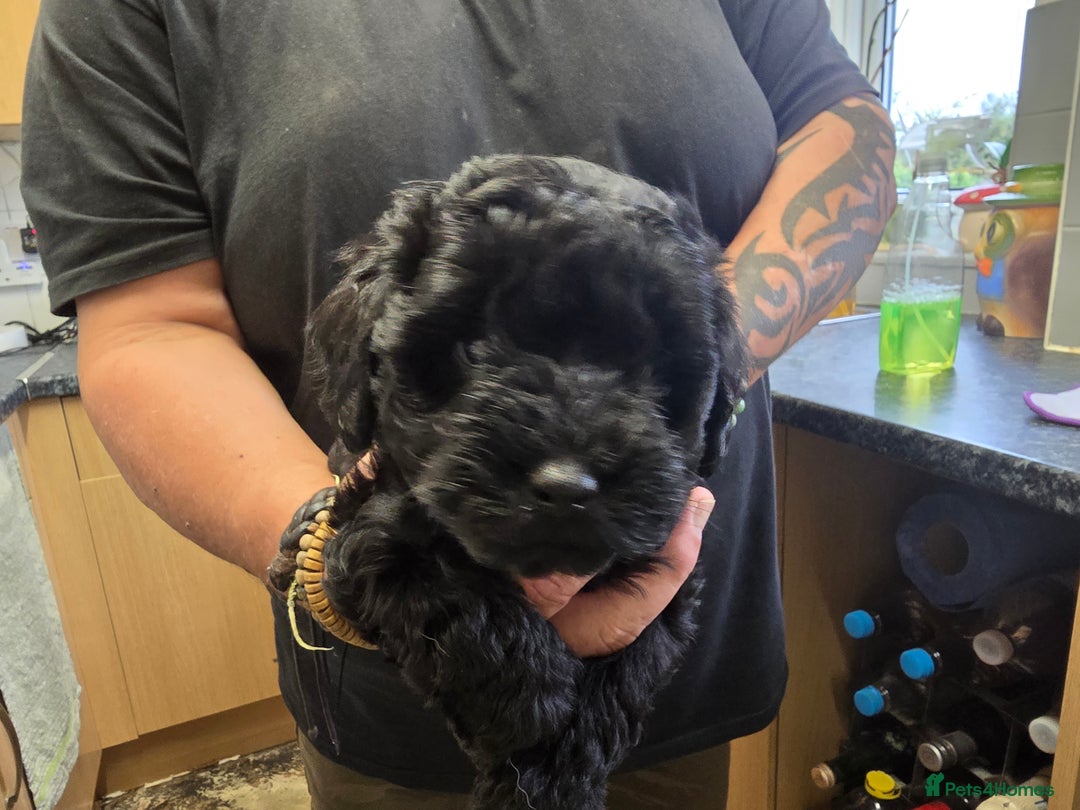 Schnoodle dogs for sale: Schnoodle puppys  - Image 6