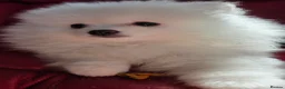 Pomeranian dogs for sale: Pedigree Ice White Pomeranian puppies - Advert 8