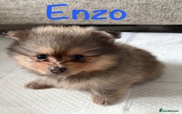 Pomeranian dogs for sale: Stunning litter of Pomeranian's  - Advert 3