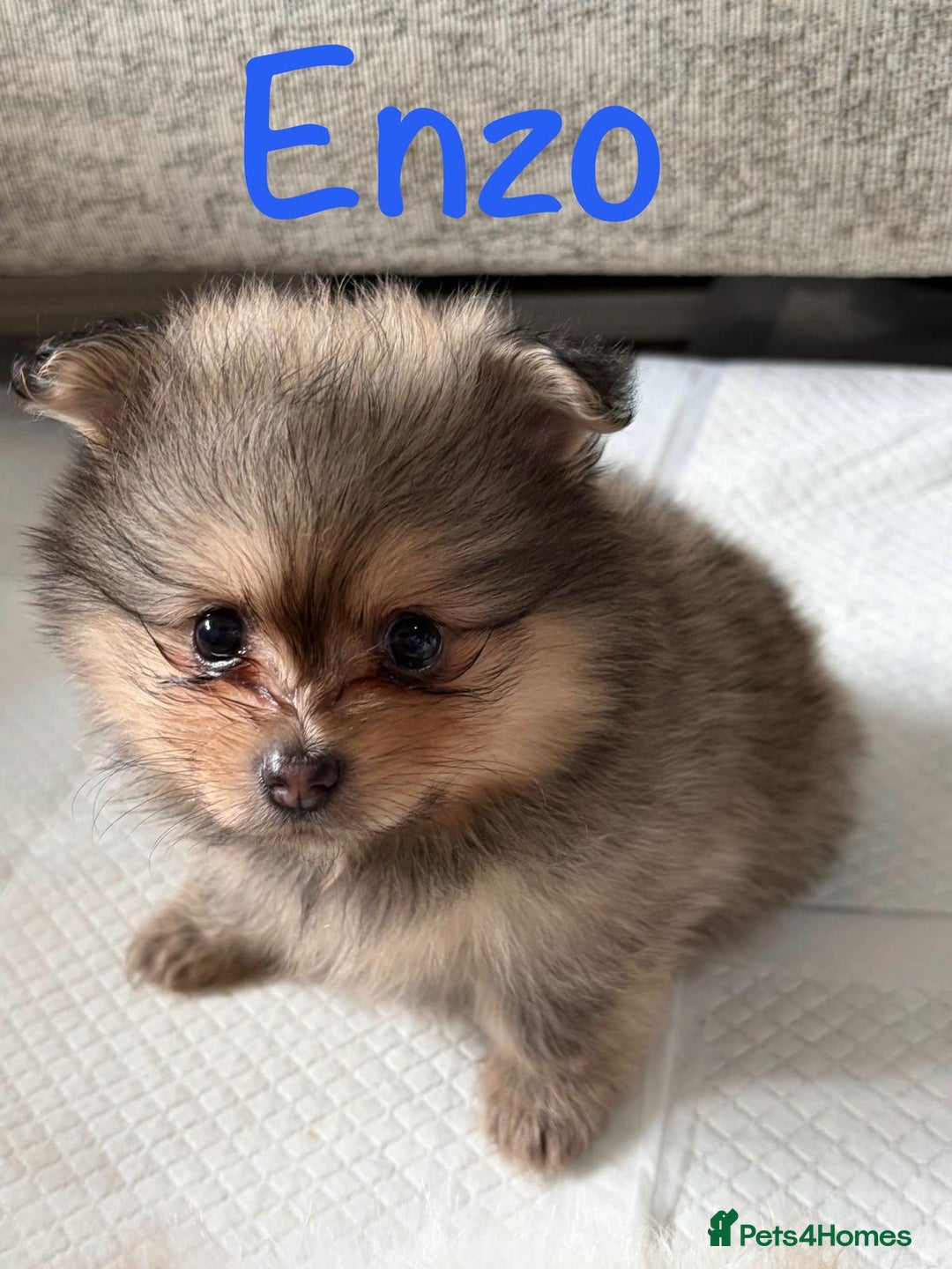 Pomeranian dogs for sale: Stunning litter of Pomeranian's  - Advert 3