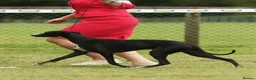 Whippet dogs for sale: 6 STUNNING WHIPPET PUPPIES - Advert 5