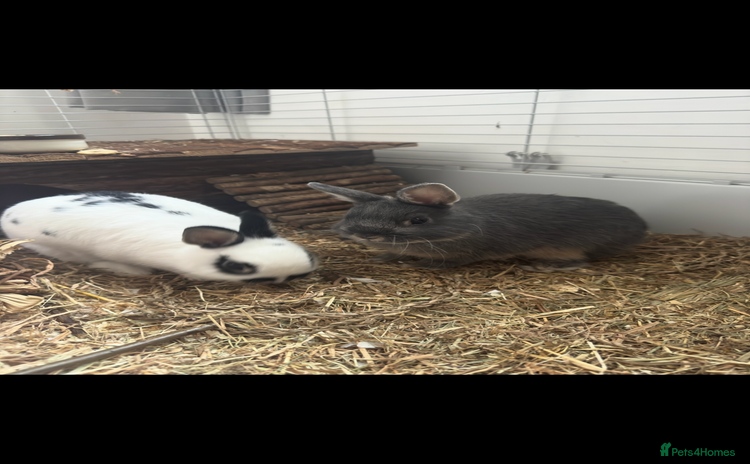 Netherland Dwarf rabbits - Advert 1