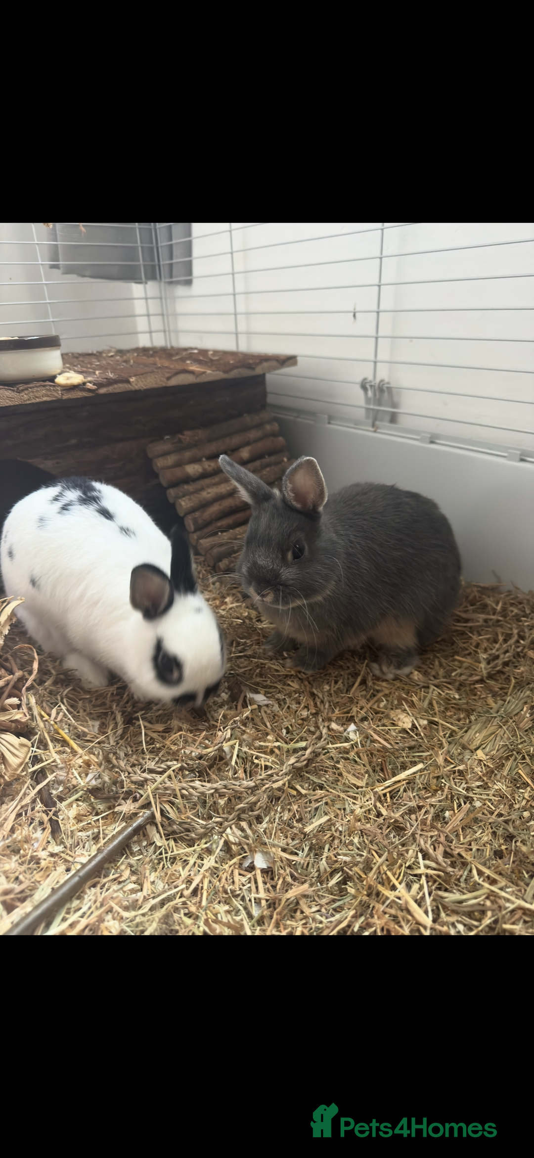 Netherland Dwarf rabbits for sale: 2 Netherland drawf rabbits  - Image 1