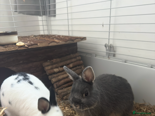 Netherland Dwarf rabbits - Advert 3