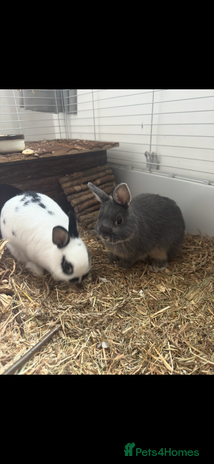 Netherland Dwarf rabbits - Advert 3