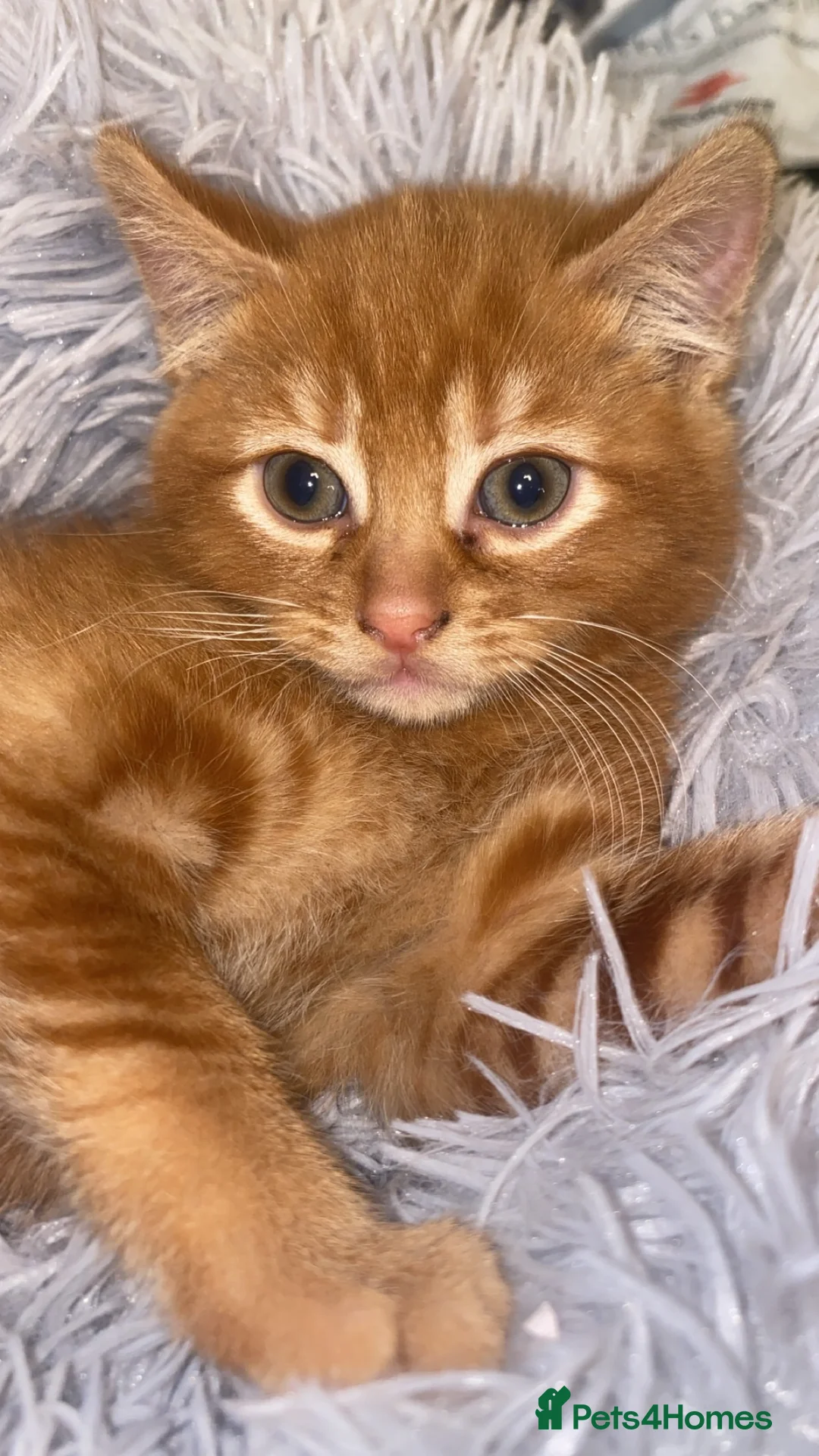 Mixed Breed cats for sale: Fluffy dark ginger kitten looking for new home 🏡 - Advert 1