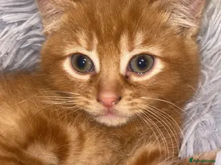 Mixed Breed cats Fluffy dark ginger kitten looking for new home 🏡 - Advert 1