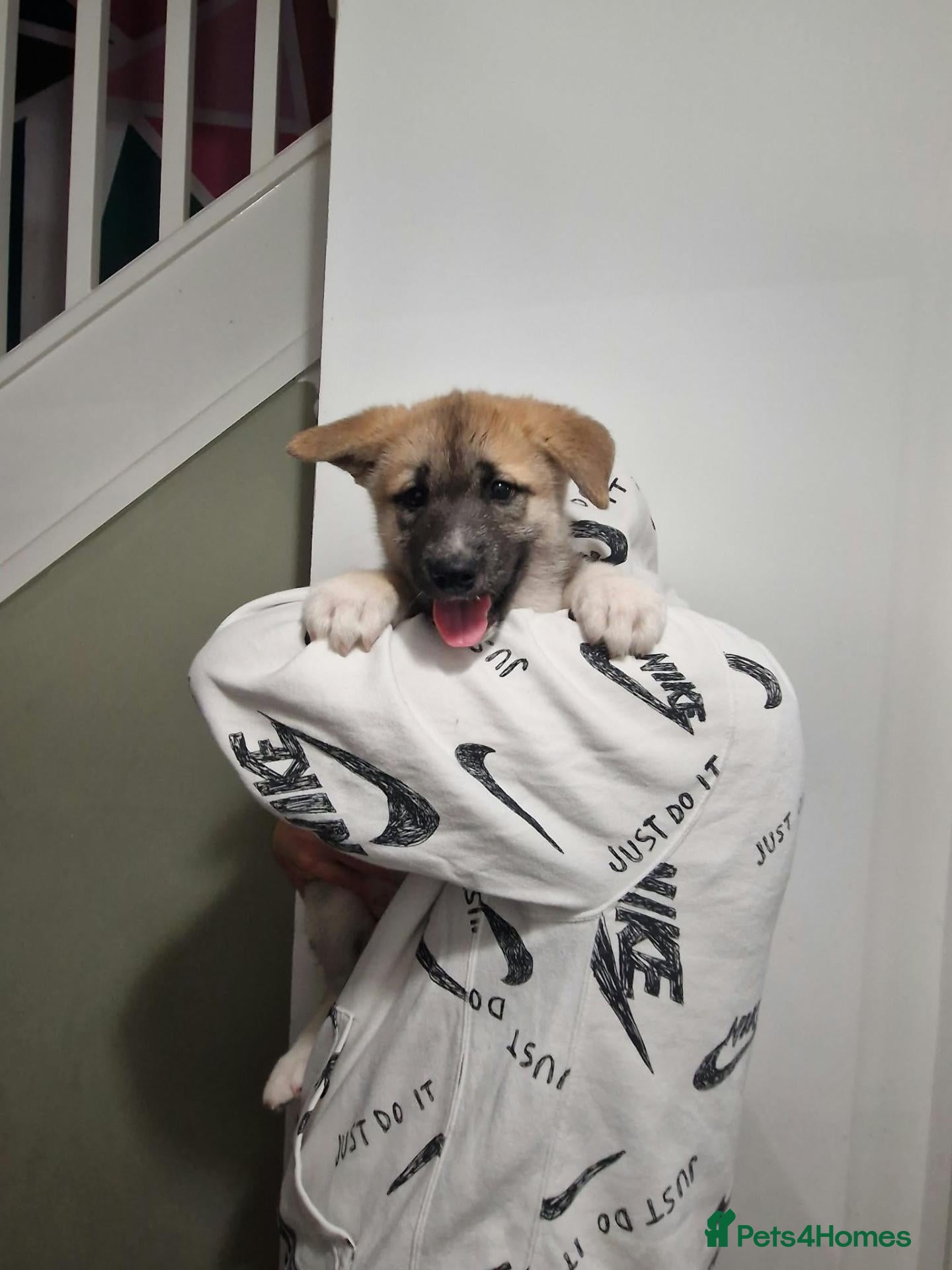 Mixed Breed dogs for sale: Alaskan malamute cross akita puppies - Advert 2