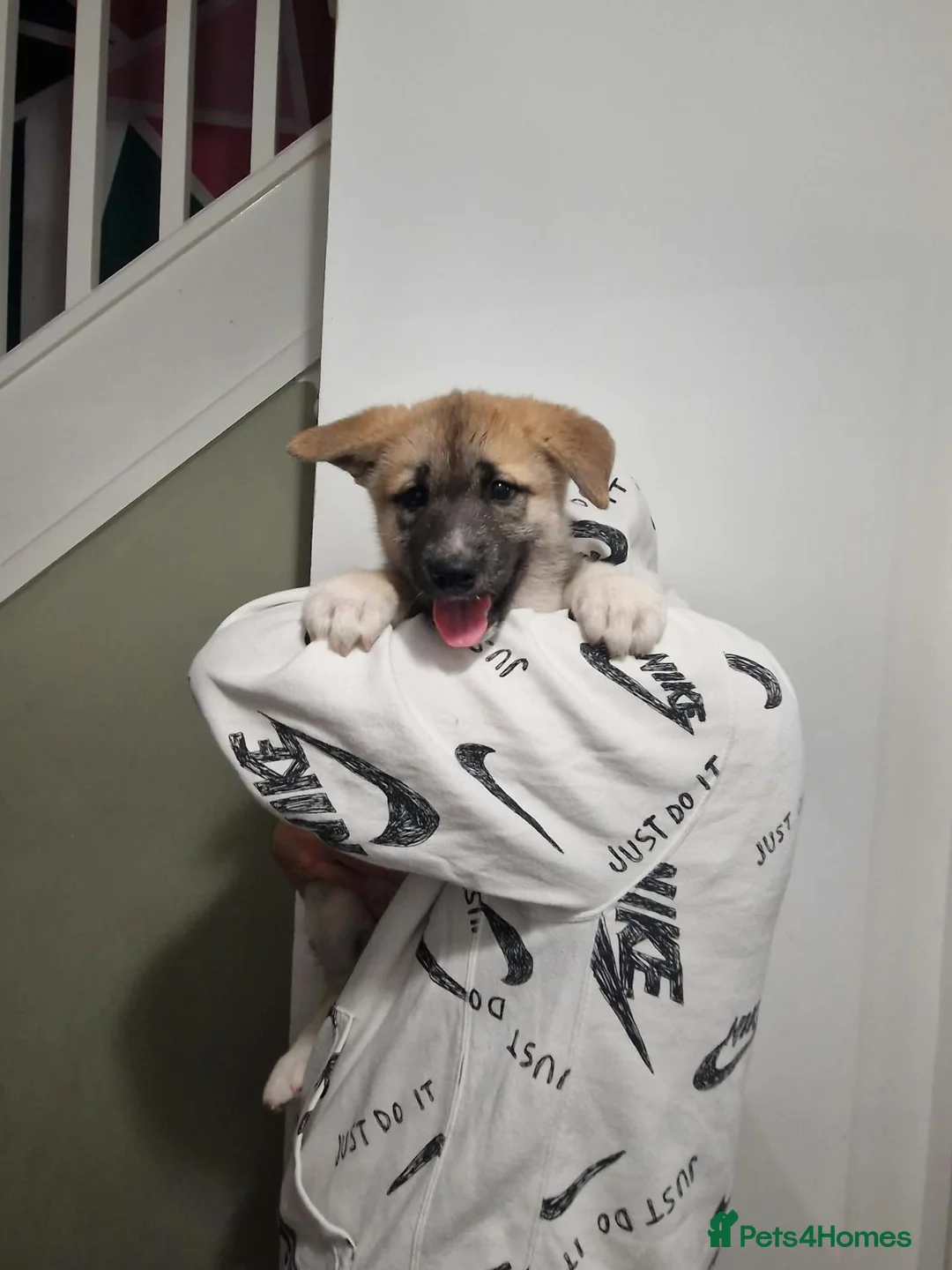 Mixed Breed dogs for sale: Alaskan malamute cross akita puppies - Advert 2