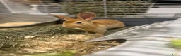 Rex rabbits for sale: Red Rex Bunny 🐰  - Advert 2