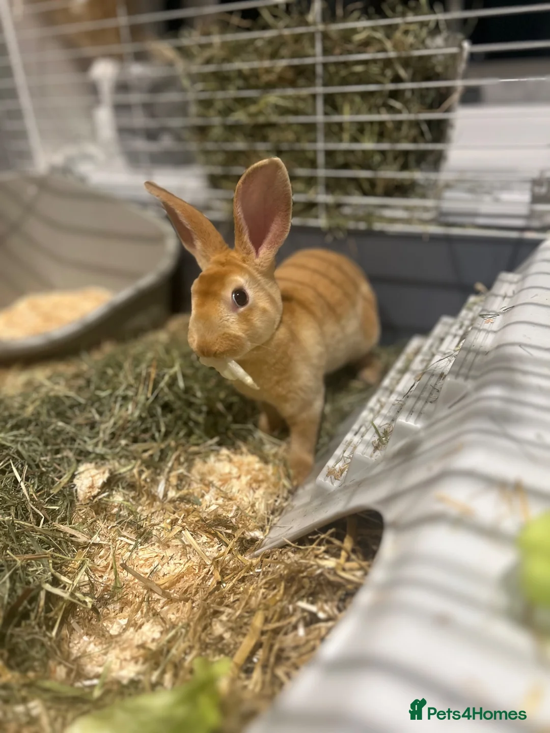Rex rabbits for sale: Red Rex Bunny 🐰  - Advert 2