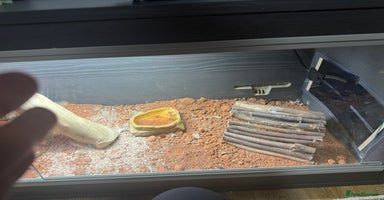 Bearded Dragon reptiles - Advert 2