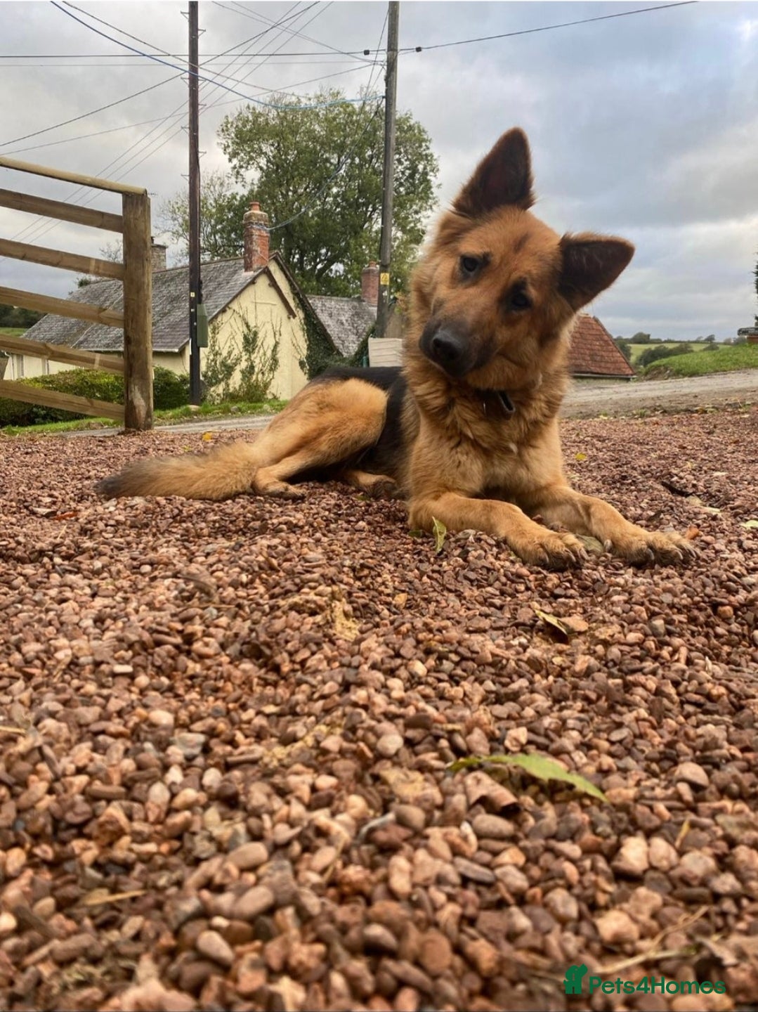 German Shepherd dogs German Shepherd Puppies - Advert 1