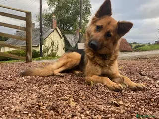 German Shepherd dogs German Shepherd Puppies - Advert 1