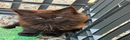 Maine Coon cats for sale: Beautiful Maine Coons from Champion lines  in Saint Agnes - Advert 38