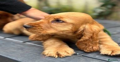 Cocker Spaniel dogs in Chepstow - Advert 4
