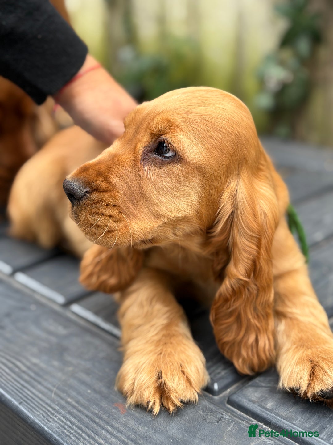 Cocker Spaniel dogs for sale: Last Gorgeous Boy Golden KC Show Cocker Spaniel in Chepstow - Image 5