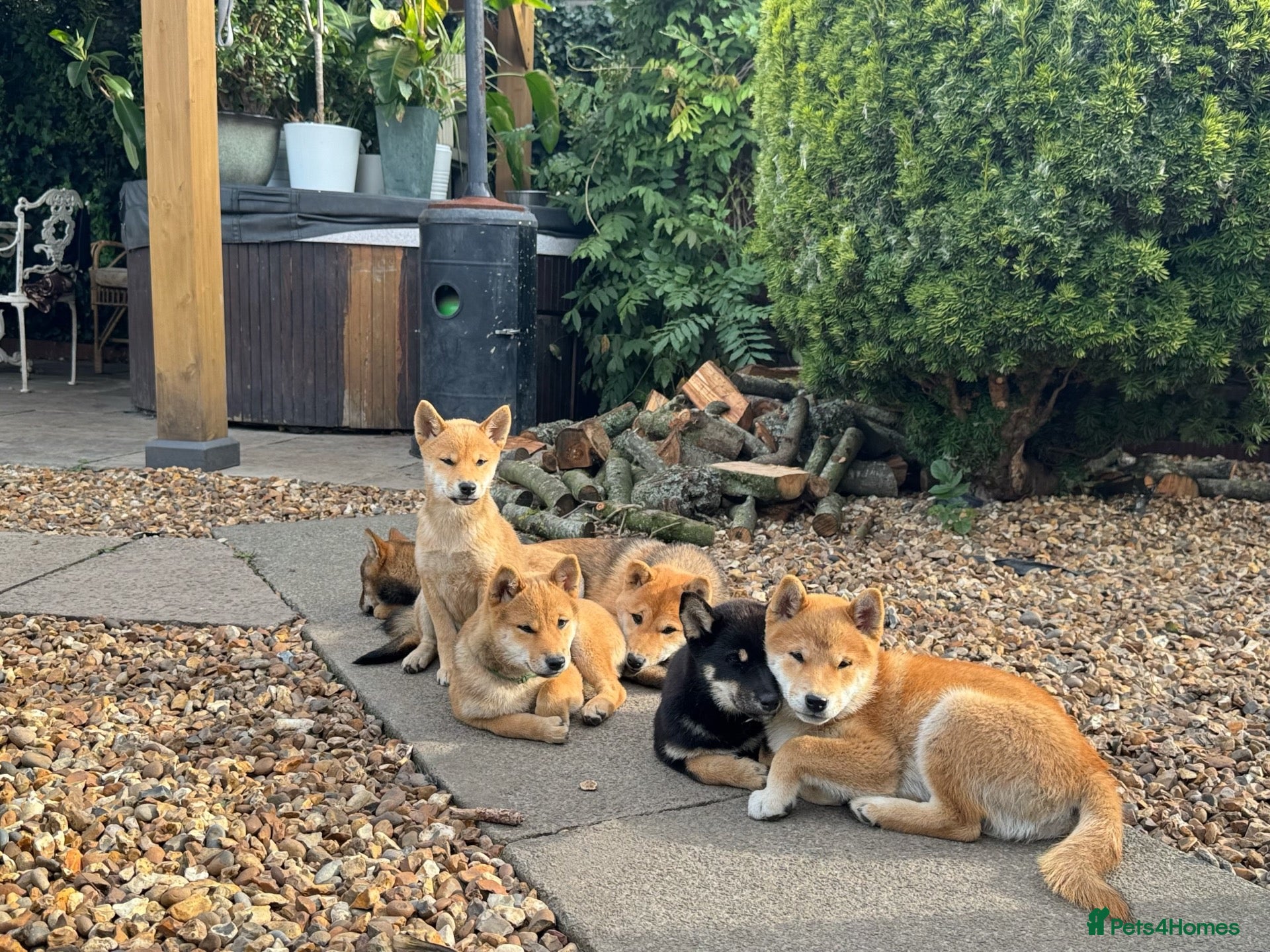 Japanese Shiba Inu dogs IZAIGA Shiba Inu –Breeder Co-Ownership Opportunity - Advert 1