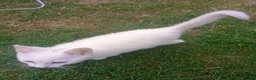 Mixed Breed cats for sale: Beautiful male kitten for sale - Advert 2