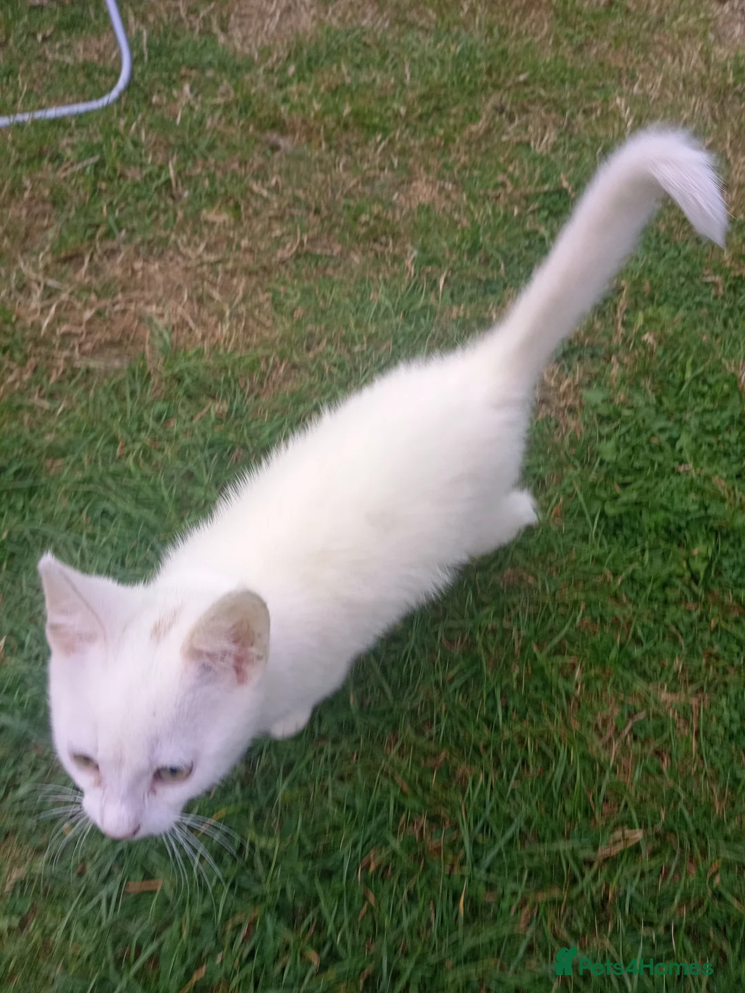 Mixed Breed cats for sale: Beautiful male kitten for sale - Advert 2