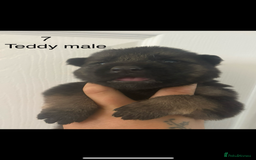 German Shepherd dogs for sale: CUTE 3/4 GERMAN SHEPHERD PUPPIES READY 27th AUGUST - Image 2