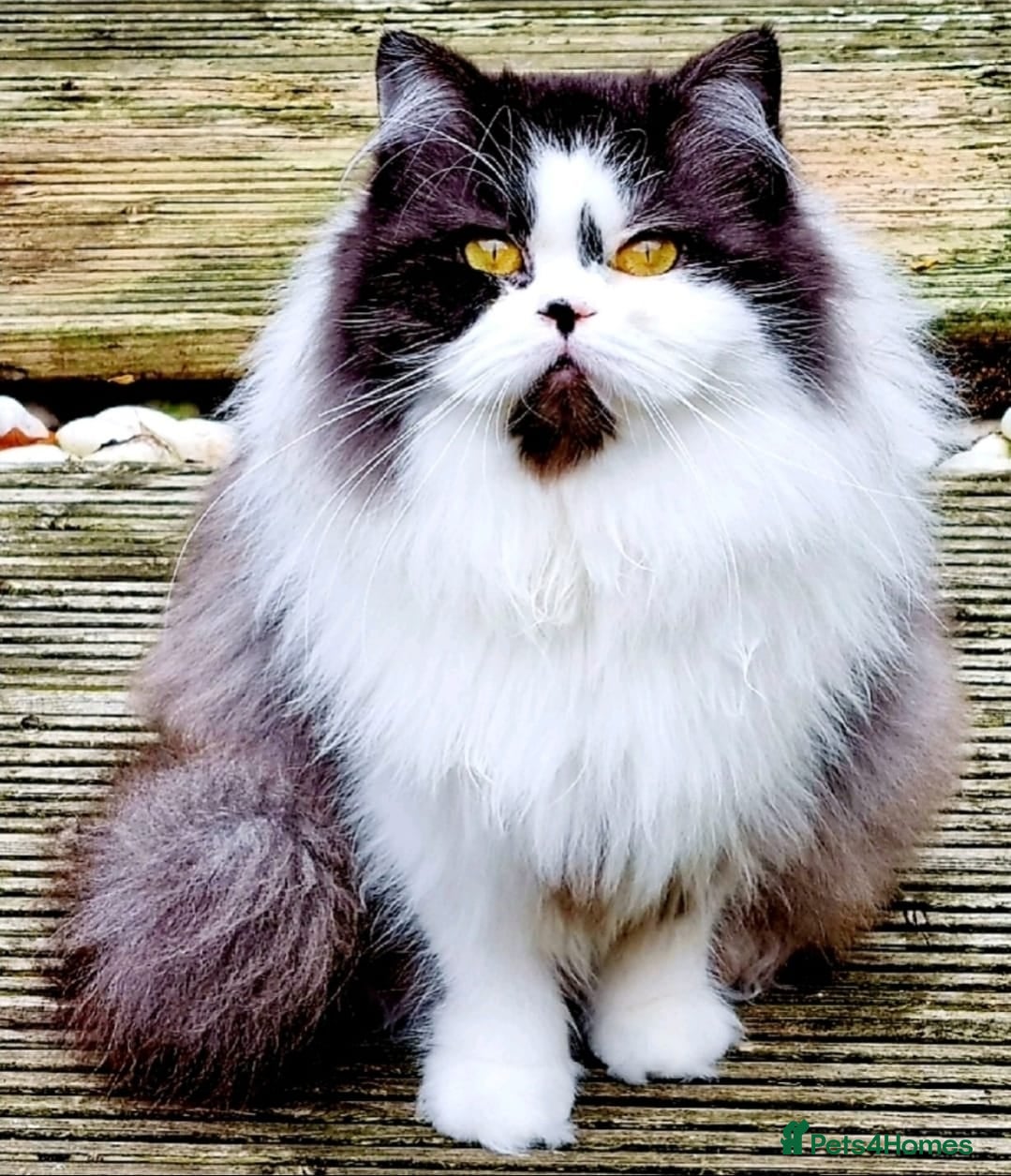 British Shorthair cats Champion British Longhair girl. - Advert 12