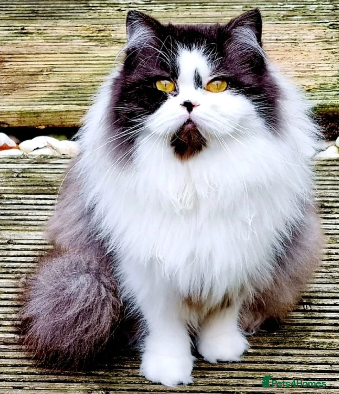 British Shorthair cats for sale: Champion Longhair girl (retired) - Advert 4