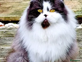 British Shorthair cats Champion British Longhair girl. - Advert 12